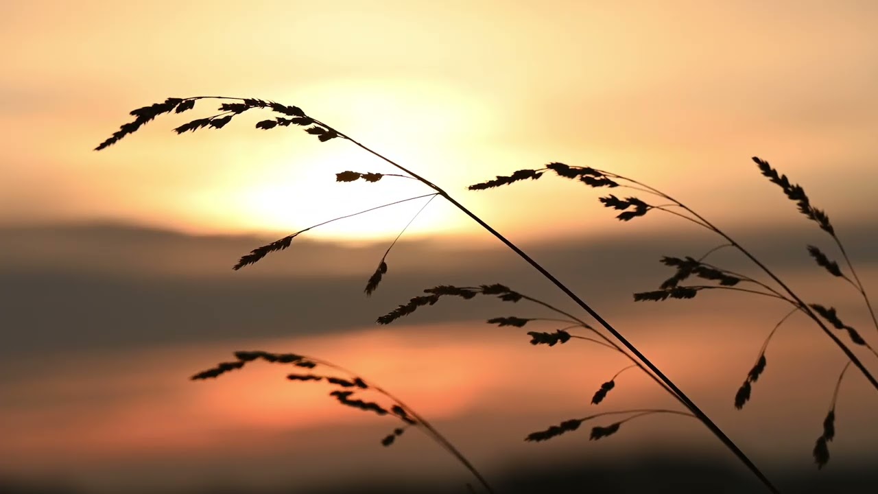 2H Soft Evening Wind for Focus | Calm Nature Sounds | No Talking, No Music