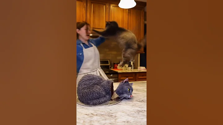 Video 11539541: persiancat cat animals, cut cat funny, cat reaction animals, cute baby dogs cats