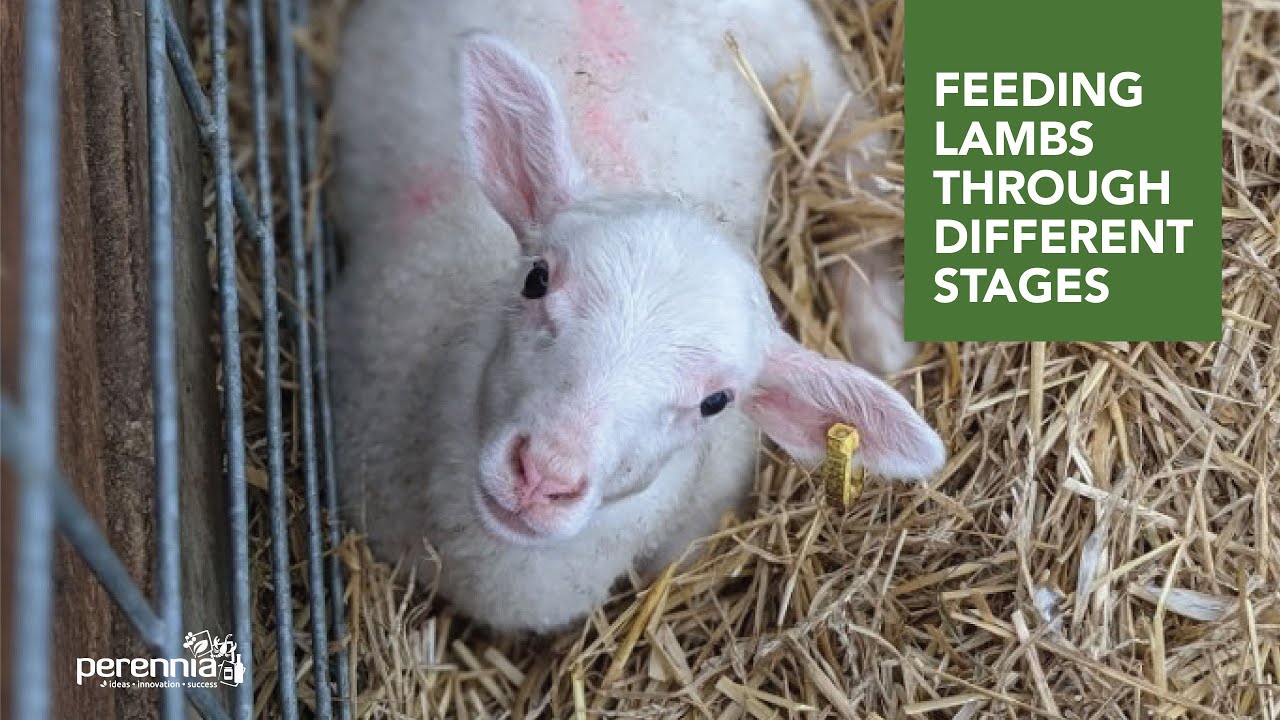 Lamb Development and Feeding - Thompson and Redwood