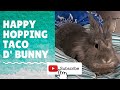 A day in the life of Taco the Bunny 06222020