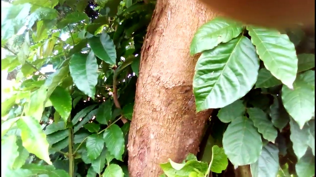 Omusambya/The Nile Trumpet/NileTulip/Slala Tree/Makhamia Lutea