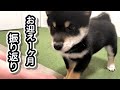豆柴の子犬「とら」をお迎えしてからの1ヶ月を振り返ってみました