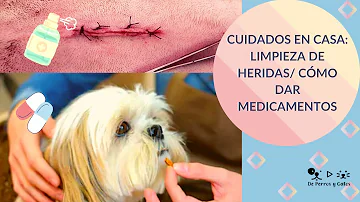 ¿Cómo se desinfecta la incisión de un perro?