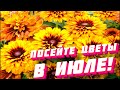 ПОСЕЙТЕ эти ЦВЕТЫ в ИЮЛЕ! Они порадуют цветением в следующем году.