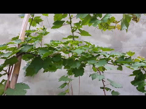 Wideo: Kiedy w sezonie pojawiają się winogrona scuppernong?