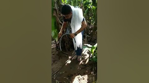 Banana bunch cover equipment