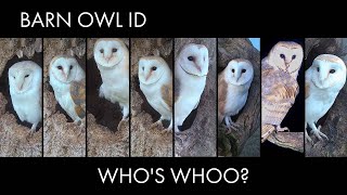 Identifying the Different Barn Owls on Live: Who's Who-ooo? | Discover Wildlife | Robert E Fuller