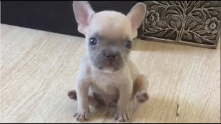 Tiny Frenchie is upset because his mom won't let him eat the fried chicken & fries he wants. Roo ep1 by Wagging Tails Rescue 158,174 views 1 month ago 8 minutes, 57 seconds