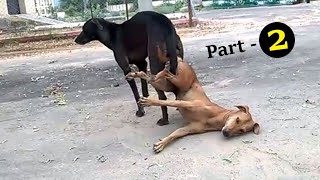 Hilarious Street Dog Mating - You Won't Believe What Happens!\\