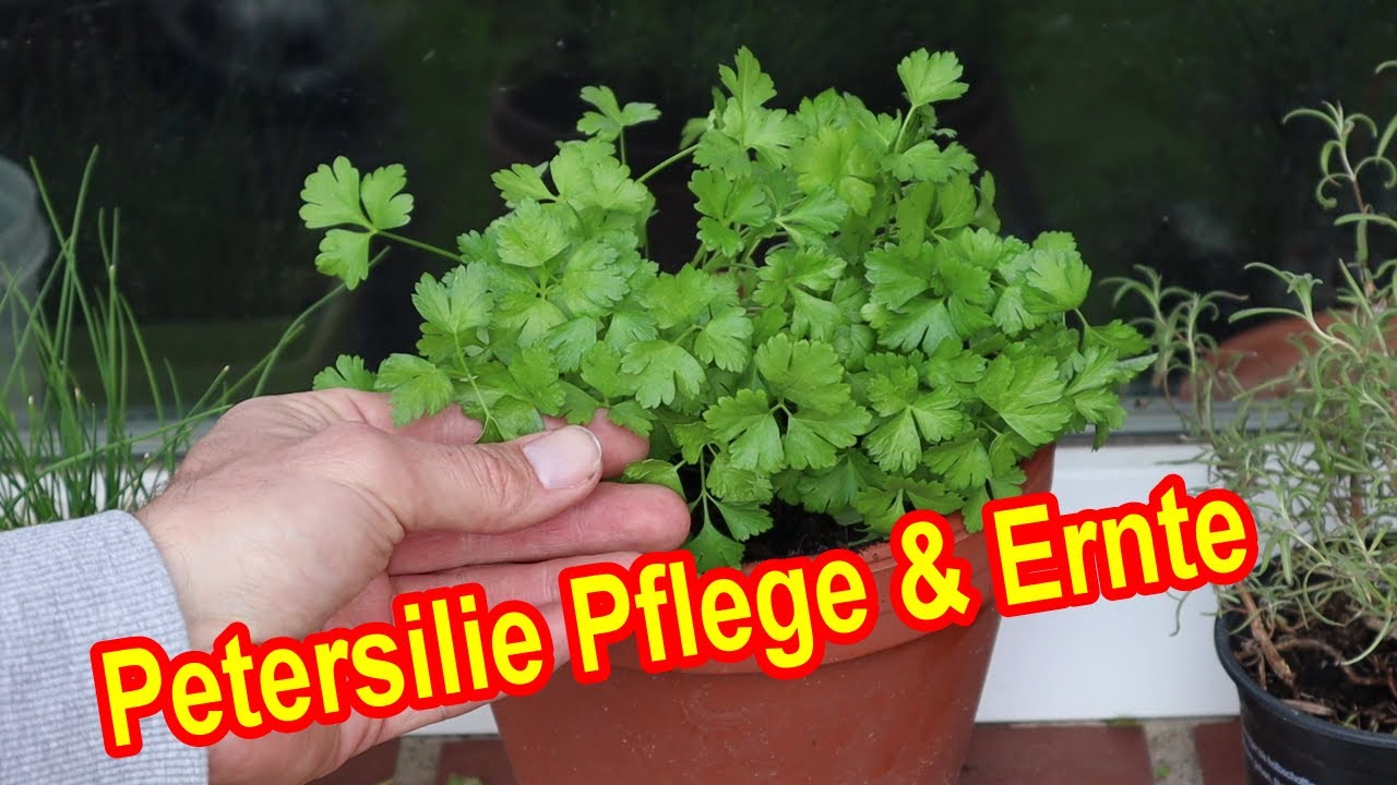 Petersilie Pflege & Ernte - Petersilie pflegen - Standort, Gieen, Dngen,  Schneiden, berwintern