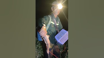 xiệt cá lóc đồng mùa nước nổi quá hay