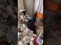 このゴミ屋敷どうやってできた！？
