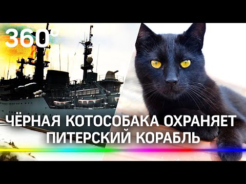 То ли кошка, то ли Собака получила отдельную каюту на корабле Балтийского флота ВМФ