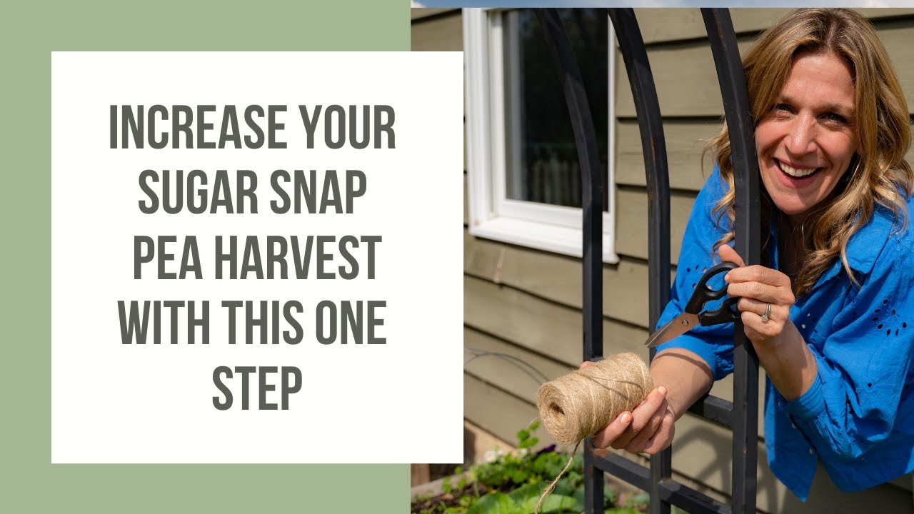 How to Improve Your Sugar Snap Peas Growth on a Trellis