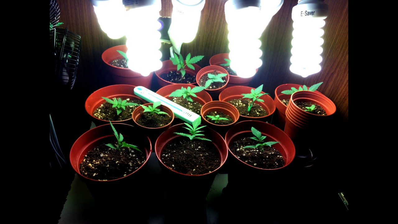 White Widow Auto's - Day 1 to 20 - PRE Outdoor