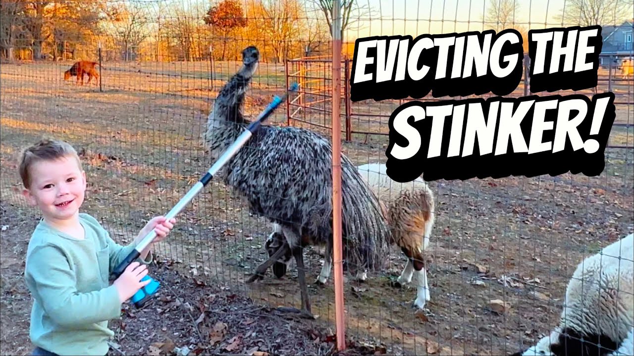 homestead-nightmare-evicting-the-smelly-intruder-youtube