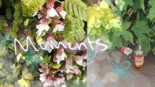 Moments Signed, Kyra Live Strings Bar And Venue, 4Th Feb 2026