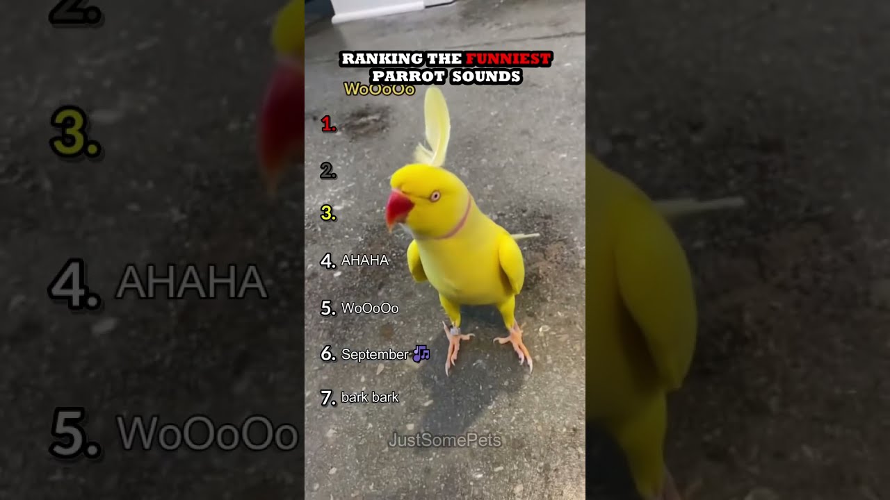 Ranking The Funniest Parrot Sounds Part 2