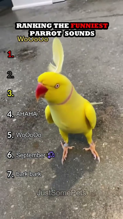 Peringkat Suara Burung Beo Terlucu Bagian 2