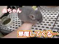 お世話の邪魔をしてくるチンチラの赤ちゃん