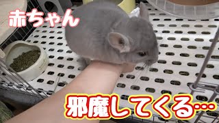 お世話の邪魔をしてくるチンチラの赤ちゃん