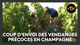 Coup d'envoi pour des vendanges précoces en Champagne