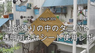 【Vlog309】【多肉植物】土砂降りの中のタニパト☔雨よけ防水シート使用レポート【梅雨対策】