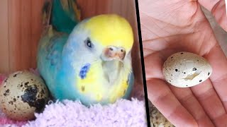 The girl brought the parrot a quail egg from the supermarket, but what the parrot did surprised her