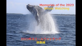 2023年ホエールウォッチング総集編　okinawa Whale Watching