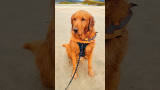 The 3 Stages of a Beach Dog 🏖️😂