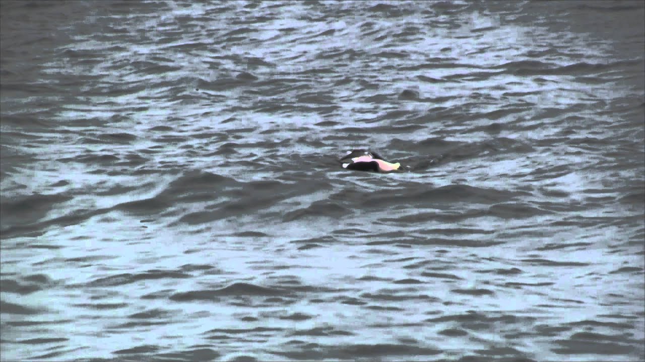Sea Duck hunting while using an Hbar made by ureaduck decoys YouTube