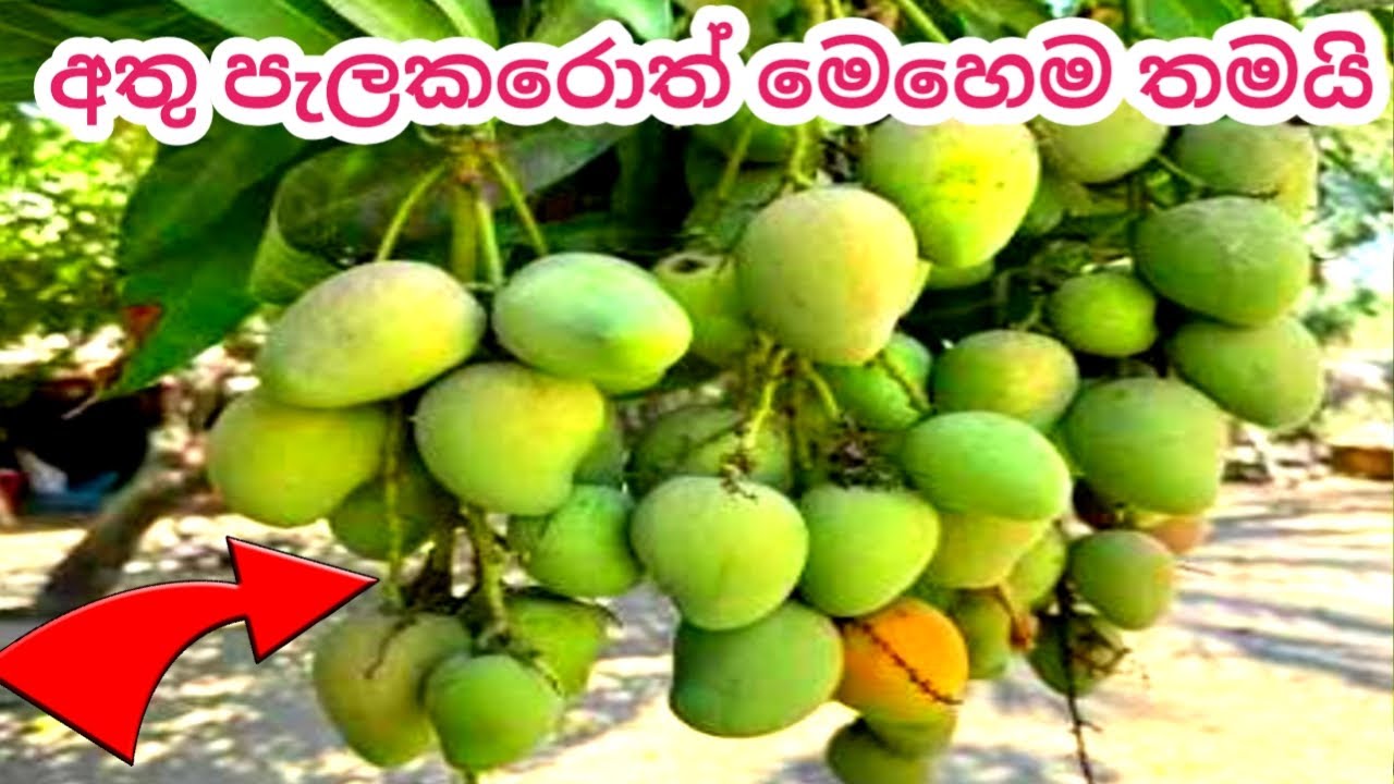 අඹ අතු පැලකිරීමේ සරල ක්‍රමය | How to Plant Mango Branches Easily    අඹ අතු පැලකිරීමේ සම්පූර්ණ උපදෙස්