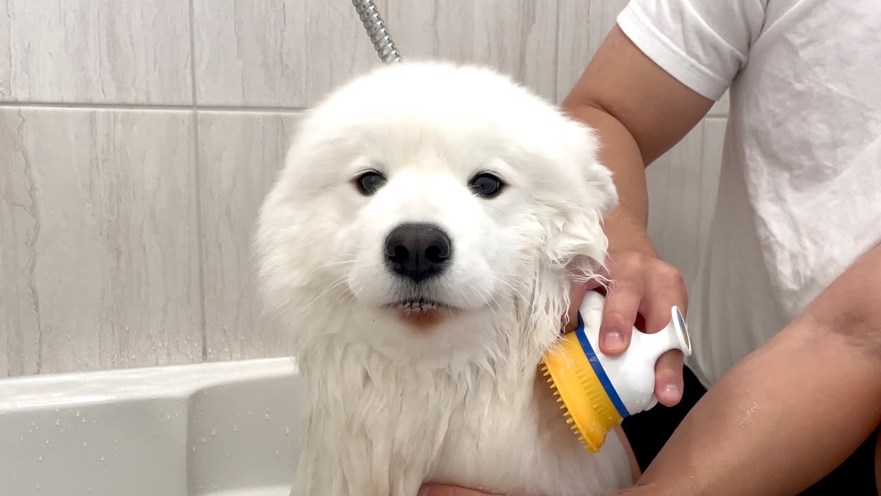 ⁣My dog was dumbfounded because she had to take a bath for an absurd reason