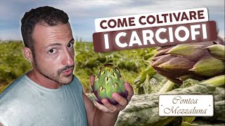 Come Coltivare Correttamente i Carciofi