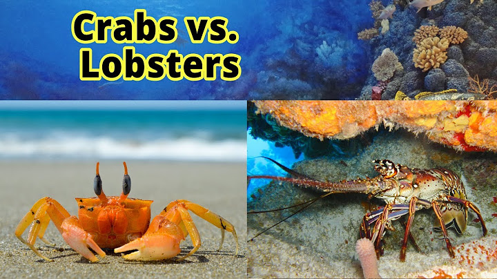 Crabs and Lobsters: How to Distinguish Them???