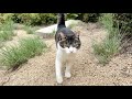 少し離れたら側に来てくれる人懐っこくて可愛い猫ちゃん