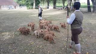 Basset Fauve de Bretagne  Nationale d'Elevage 2018