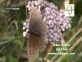 المصحف المرئي سورة النور 21 ـــ 52 الشيخ ياسر الدوسري قناة آيات