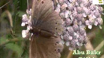 المصحف المرئي - سورة النور 21 ـــ 52 - الشيخ ياسر الدوسري - قناة آيات