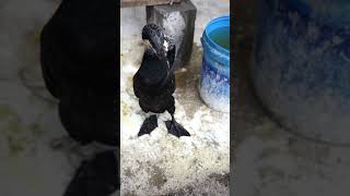 Great Cormorant Eats The Whole Fish Instantly #Fishing