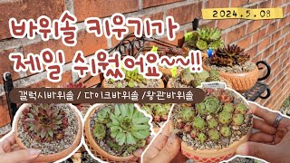 바위솔 키우기가 제일 쉬웠어요! 분갈이영상(ft.한달 전 모습과 비교)