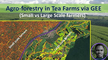 Agro-forestry in tea farms using canopy height in GEE
