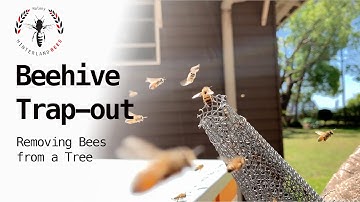 BEEHIVE TRAP-OUT - Removing Bees from a Tree