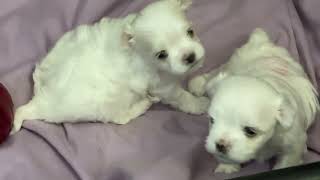 Storybook Maltese Puppies Spring 2024  Eyes Opening  Learning To Walk and Play!