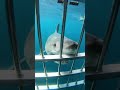 #SharkAttack#SharkAttacks#SeaPredator#OceanPredators#SharkFootage#DeepSea#WildOcean