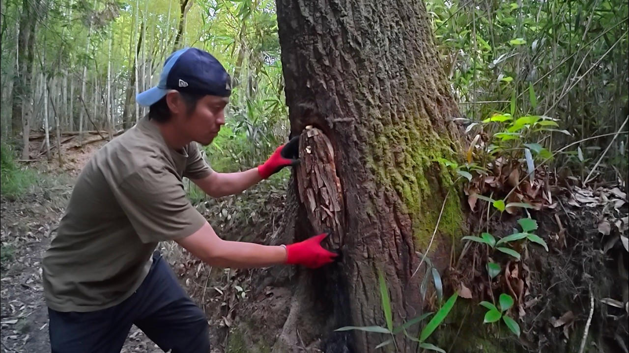 The trap used to catch giant stag beetles is insane. - YouTube