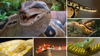 Yellow and black snake and others l Beauty of Nature l