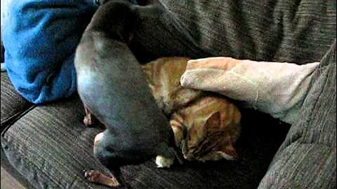 Video 11761831: maine coon kitten fighting, maine coon kitten sleeping, maine coon kitten playing