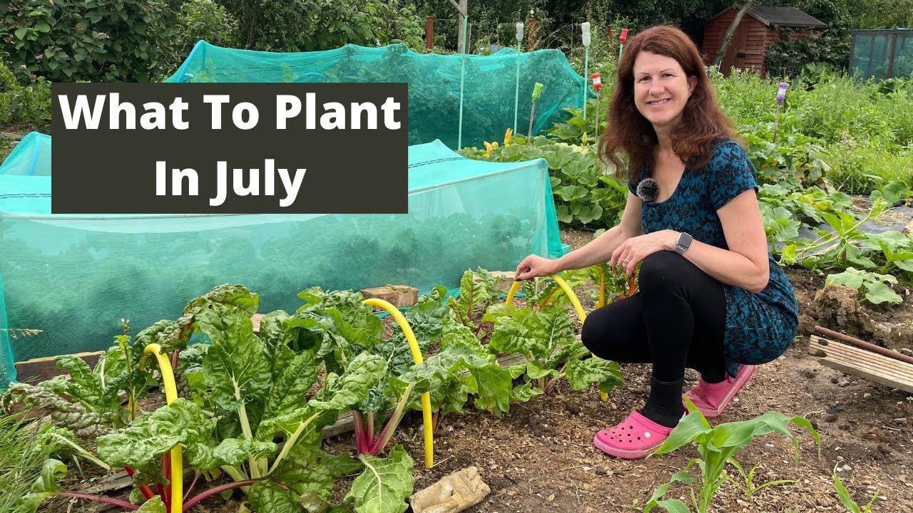What To Plant In July In The UK What To Grow In July In The UK YouTube