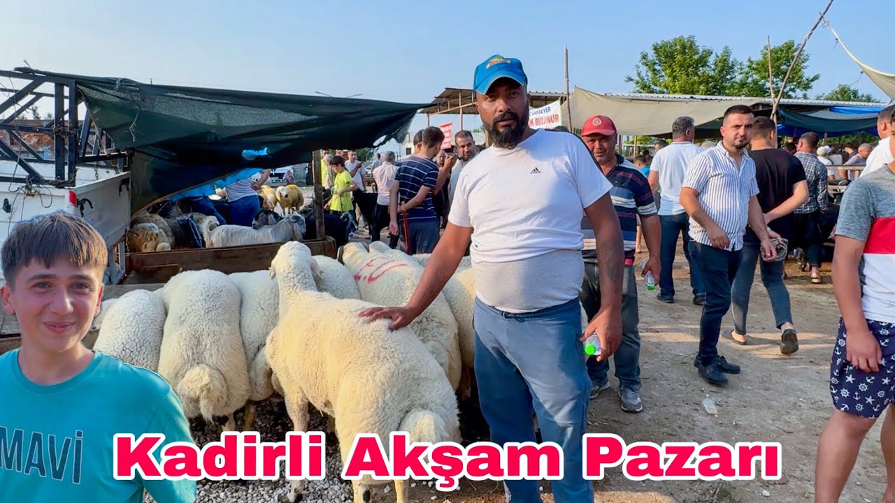 SON AKŞAM PAZARI KADİRLİ / Kurbanlık Fiyatları 2025